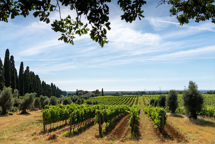 Castello di Bolgheri