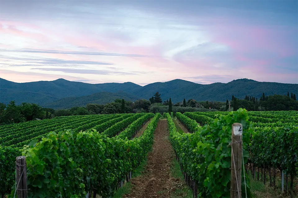 Castello di Bolgheri