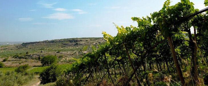 Cefalicchio Azienda Agricola