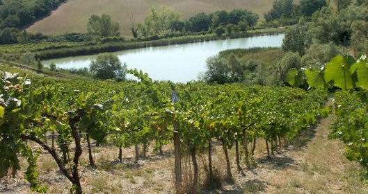Celli Azienda Vinicola