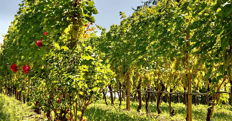 Cembra Cantina di Montagna
