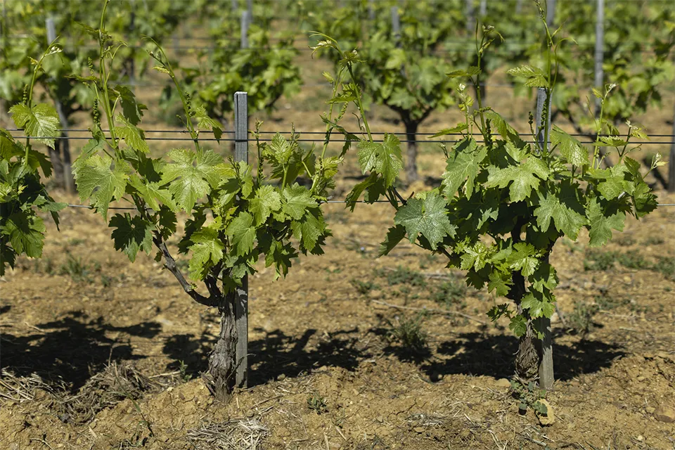 Cerbaiona