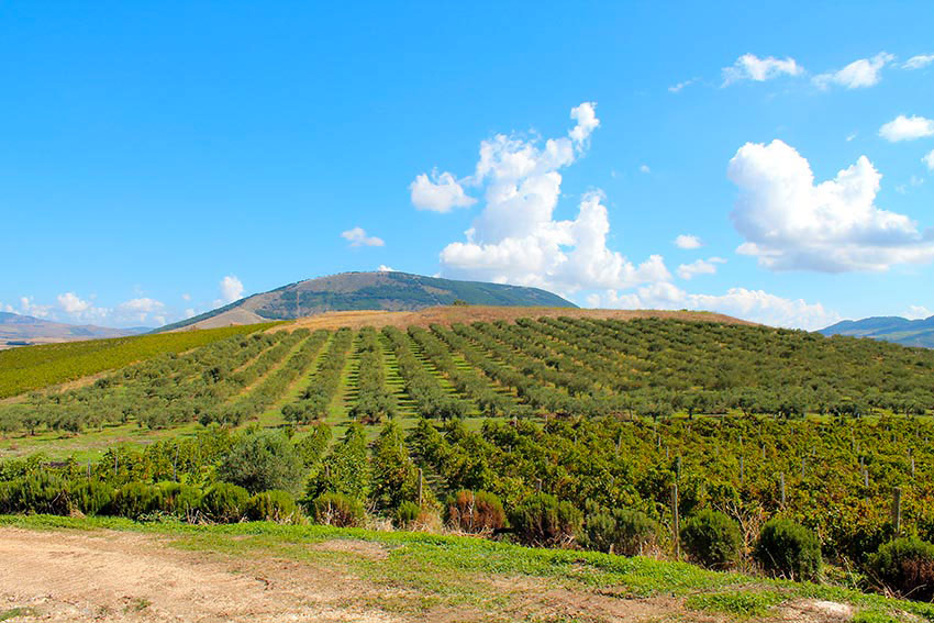 Ceuso Azienda Agricola