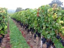 Chateau Barberousse