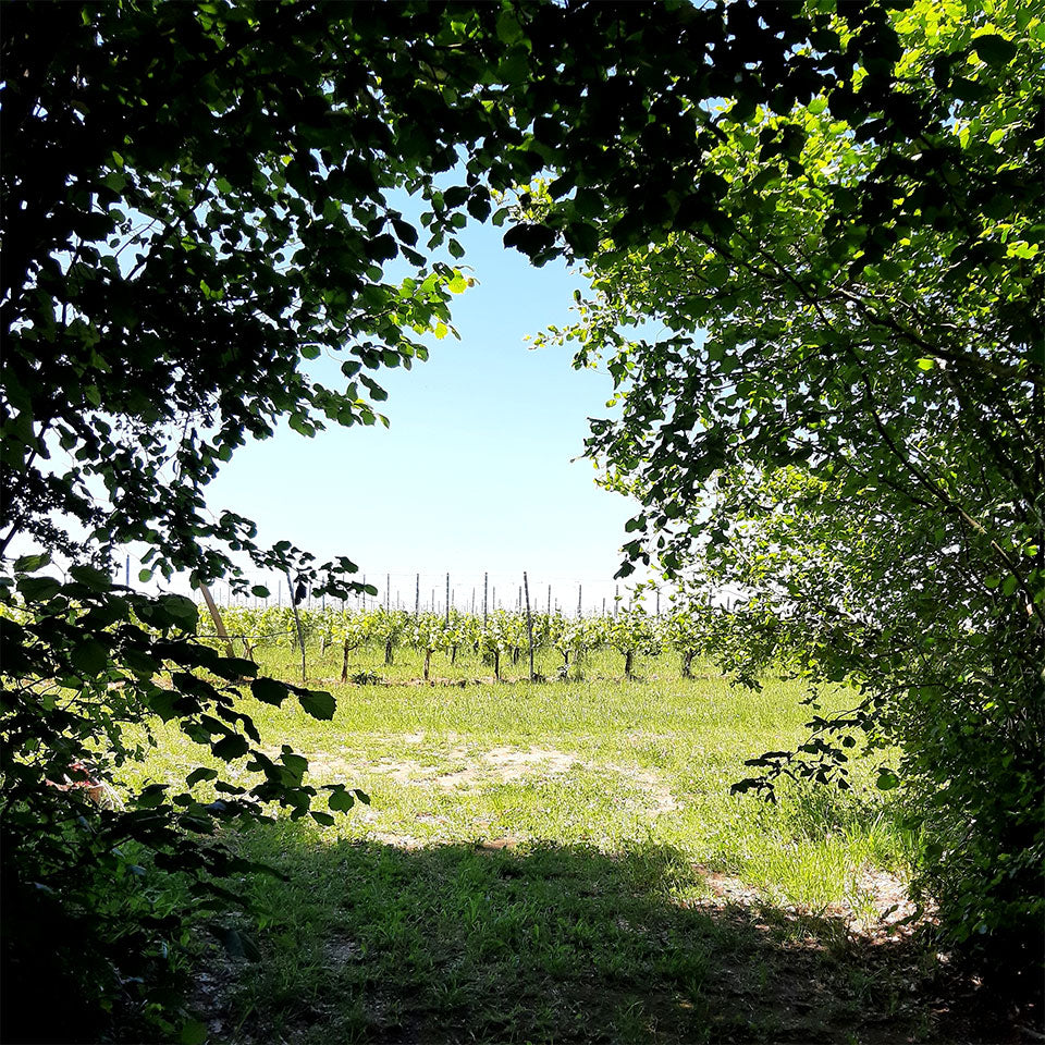Chateau Clarisse Puisseguin