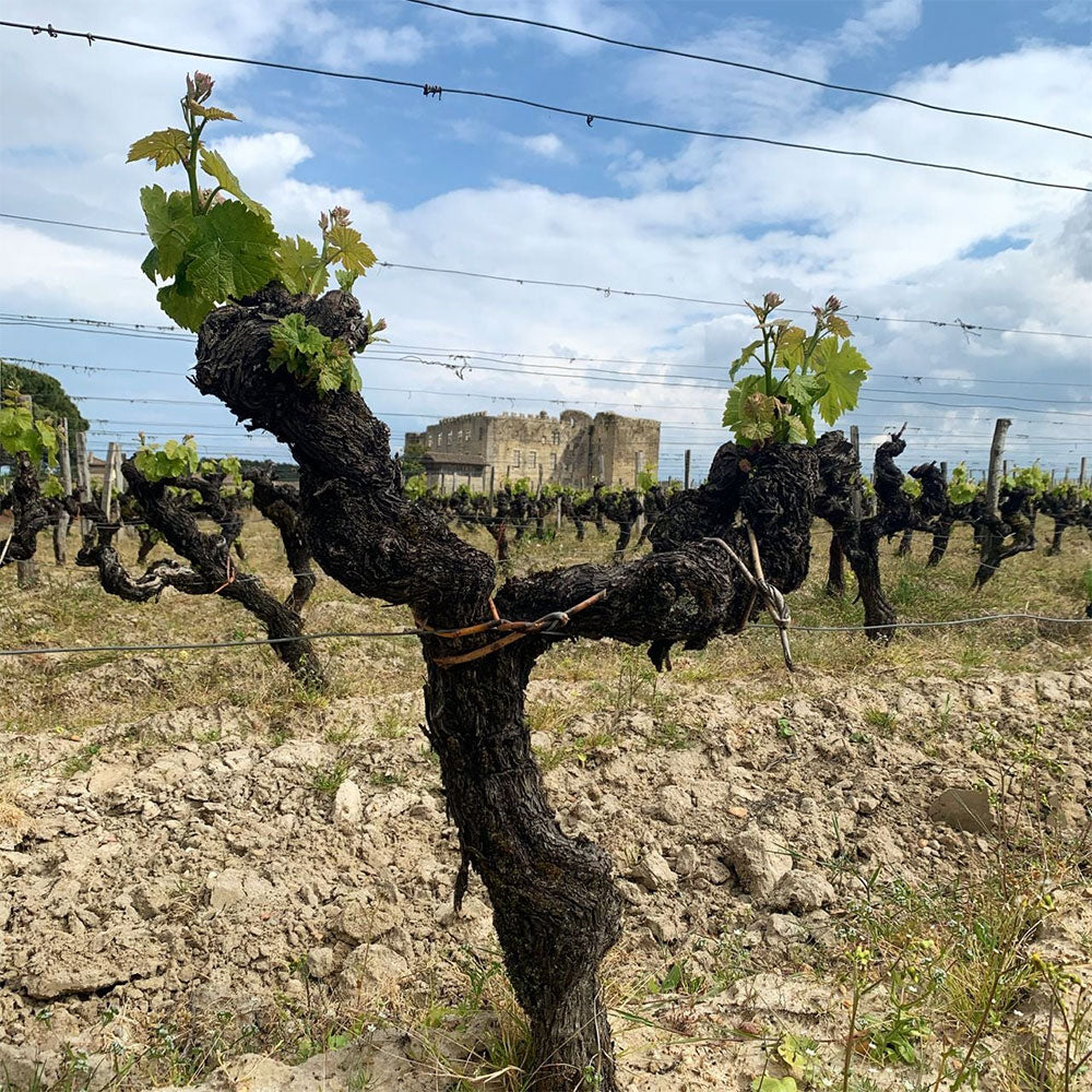 Chateau de Fargues