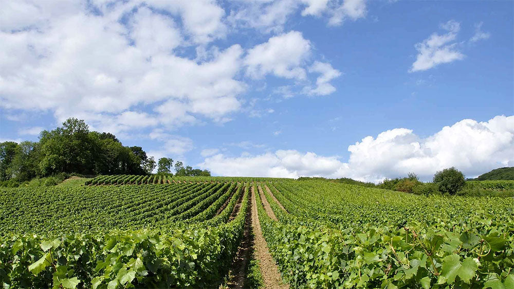 Chateau Haut Guillebot