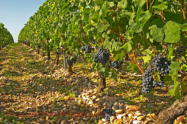 Chateau Karolus