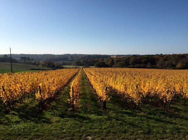 Chateau Lafite Monteil