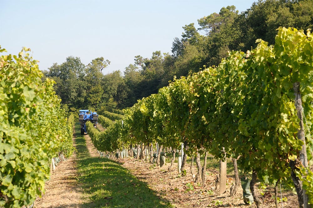 Chateau Lamothe de Haux