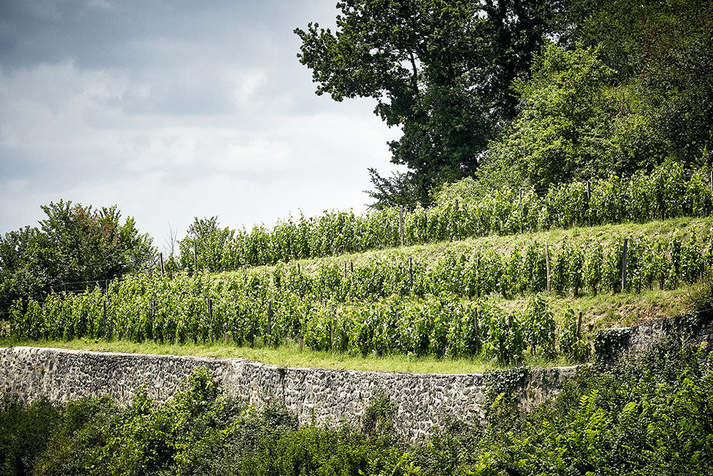 Chateau Larcis Ducasse