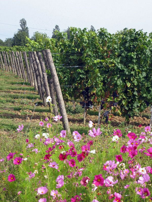 Chateau Moulin Caresse