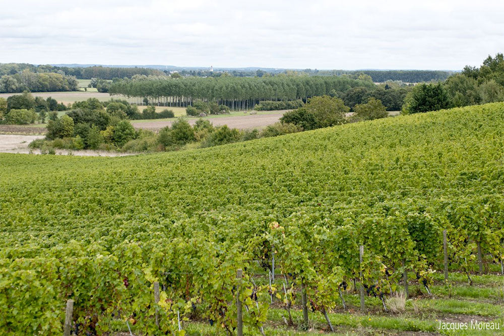 Chateau Moulin Neuf