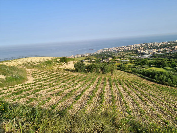 Chateau Musar