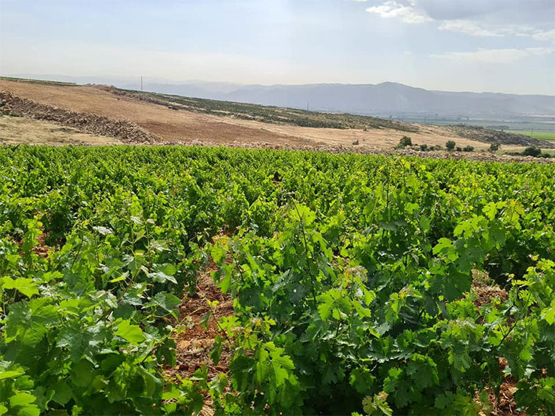 Chateau Musar