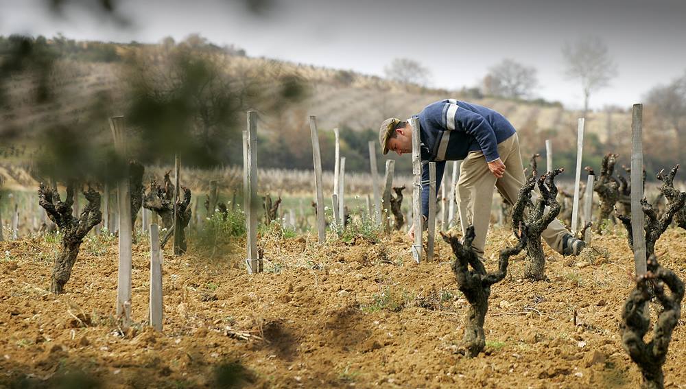 Chateau Rayas