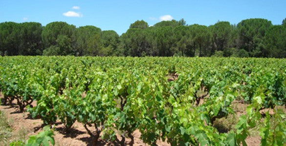 Chateau Riotor
