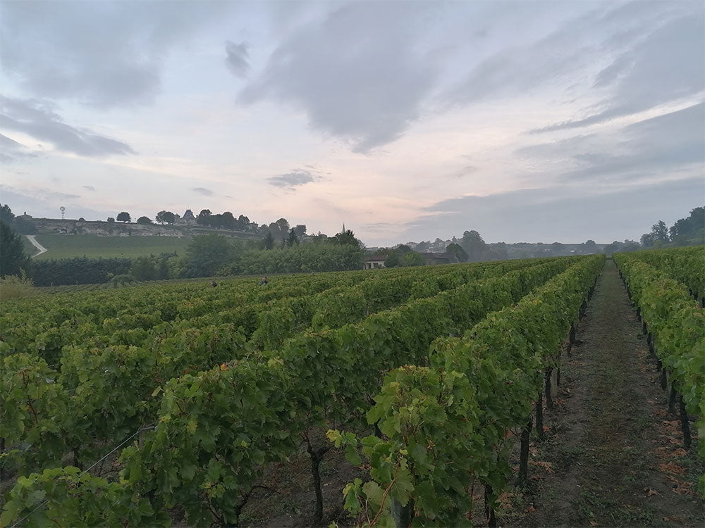 Chateau Saint Georges Cote Pavie