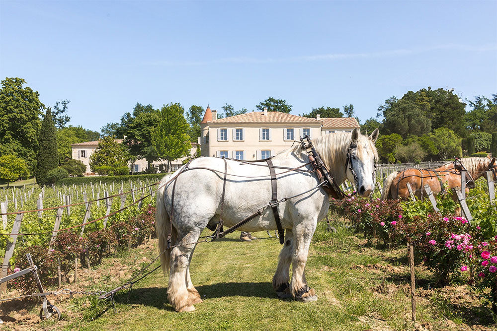 Chateau Troplong Mondot