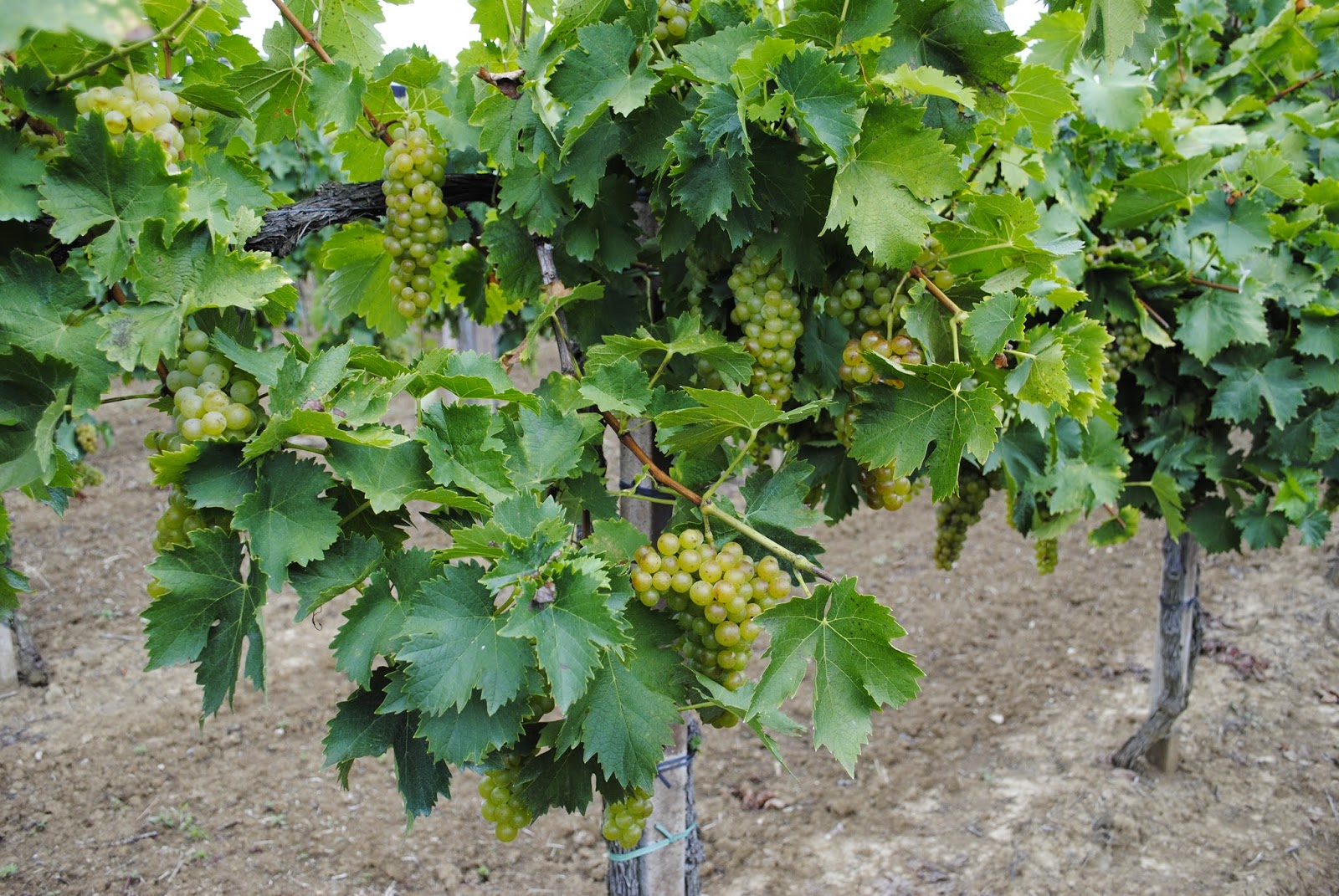 Chenin Blanc 1