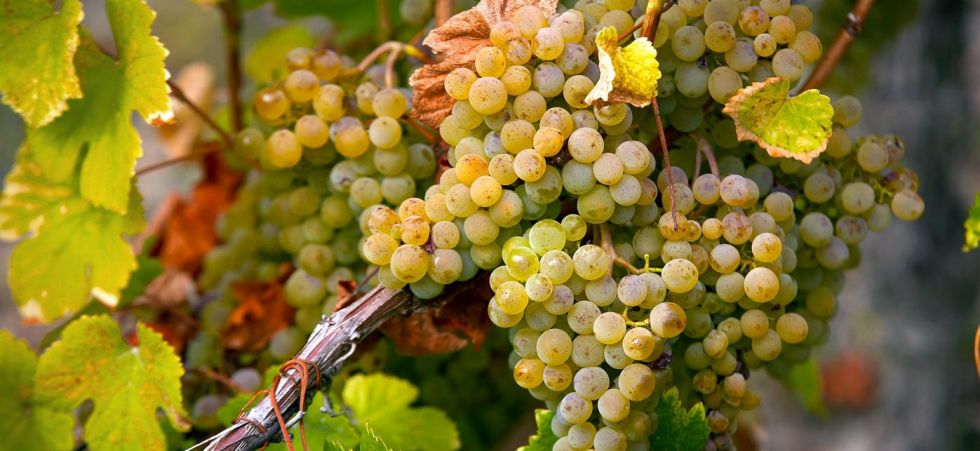 Chenin Blanc 2