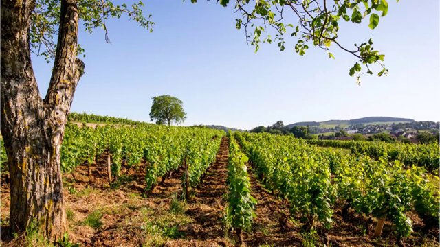 Christian Bellang et Fils