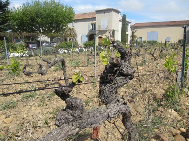 Clos des Papes