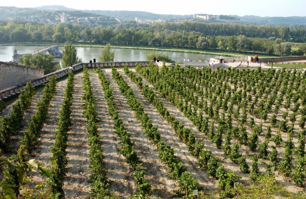 Clos des Papes