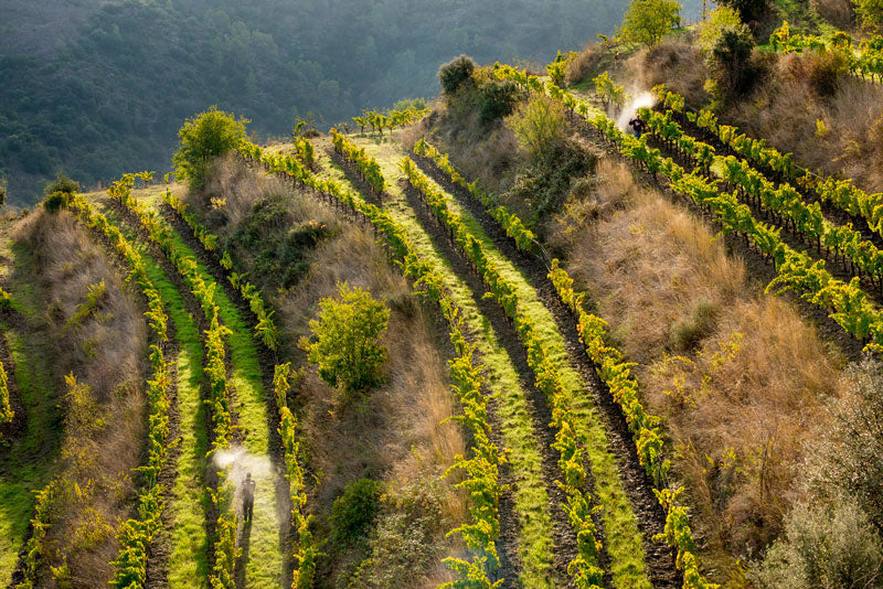 Clos Mogador