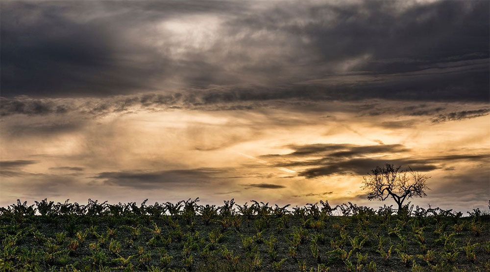 Clos Mogador