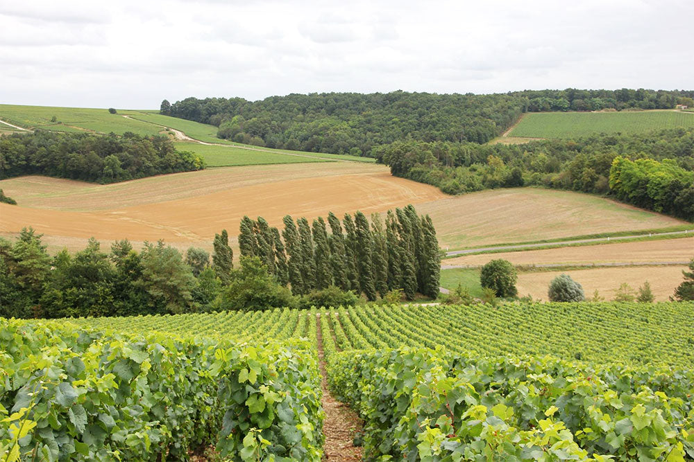 Coessens Champagne