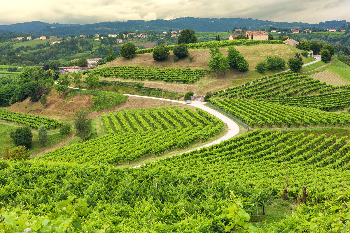 Colsaliz Azienda Agricola