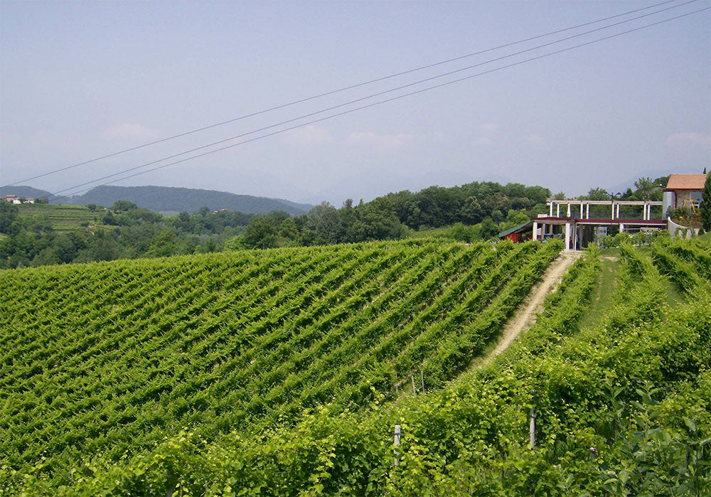Colsaliz Azienda Agricola