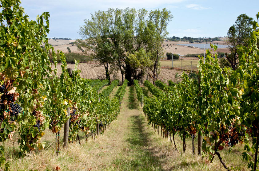 Conti di Buscareto