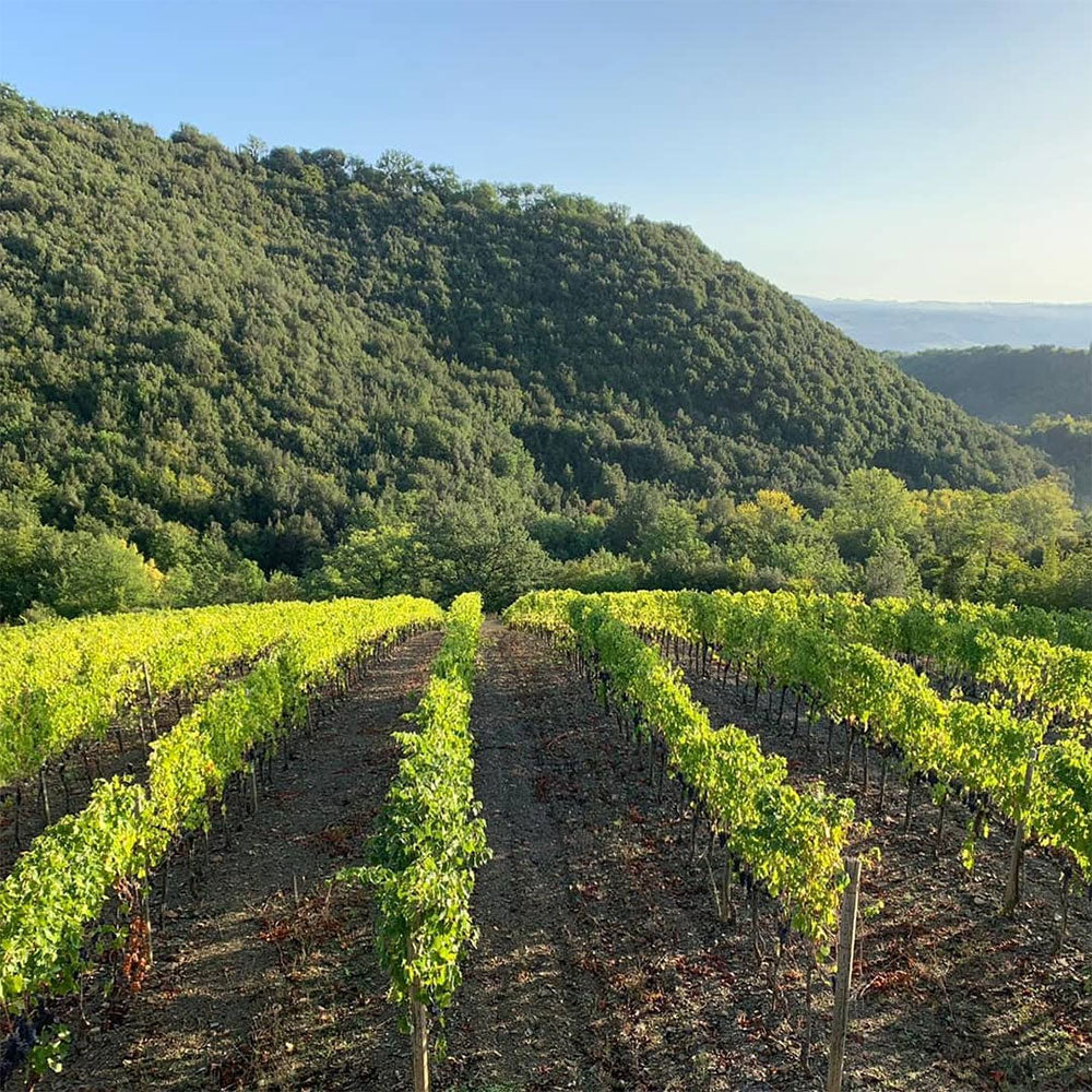 Cortonesi