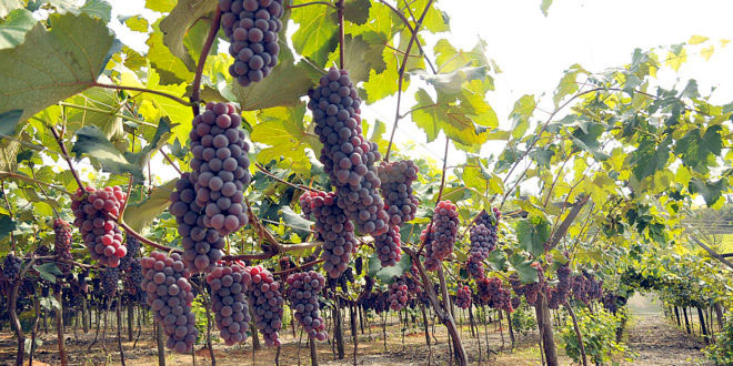 Daterra Viticultores