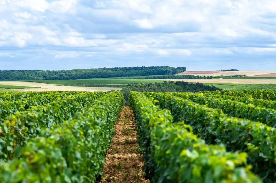 Domaine Agnes and Didier Dauvissat