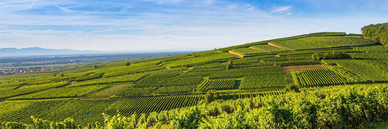 Domaine Barmès-Bueche