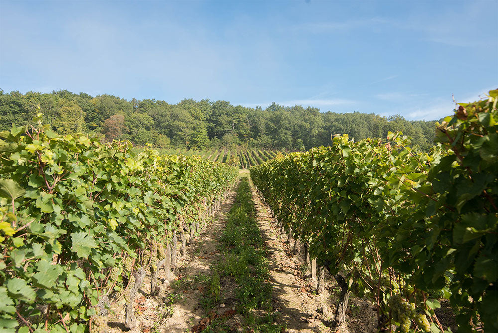 Domaine Béatrice et Pascal Lambert