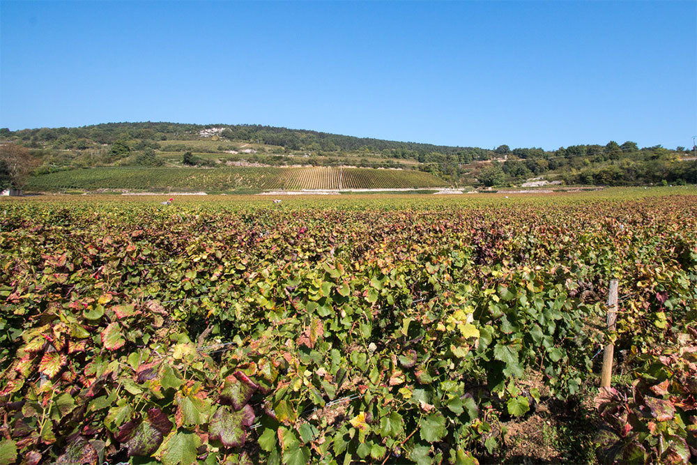 Domaine Belleville