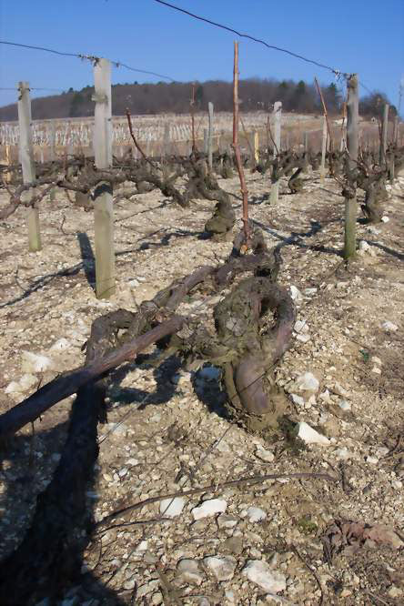 Domaine Billaud-Simon