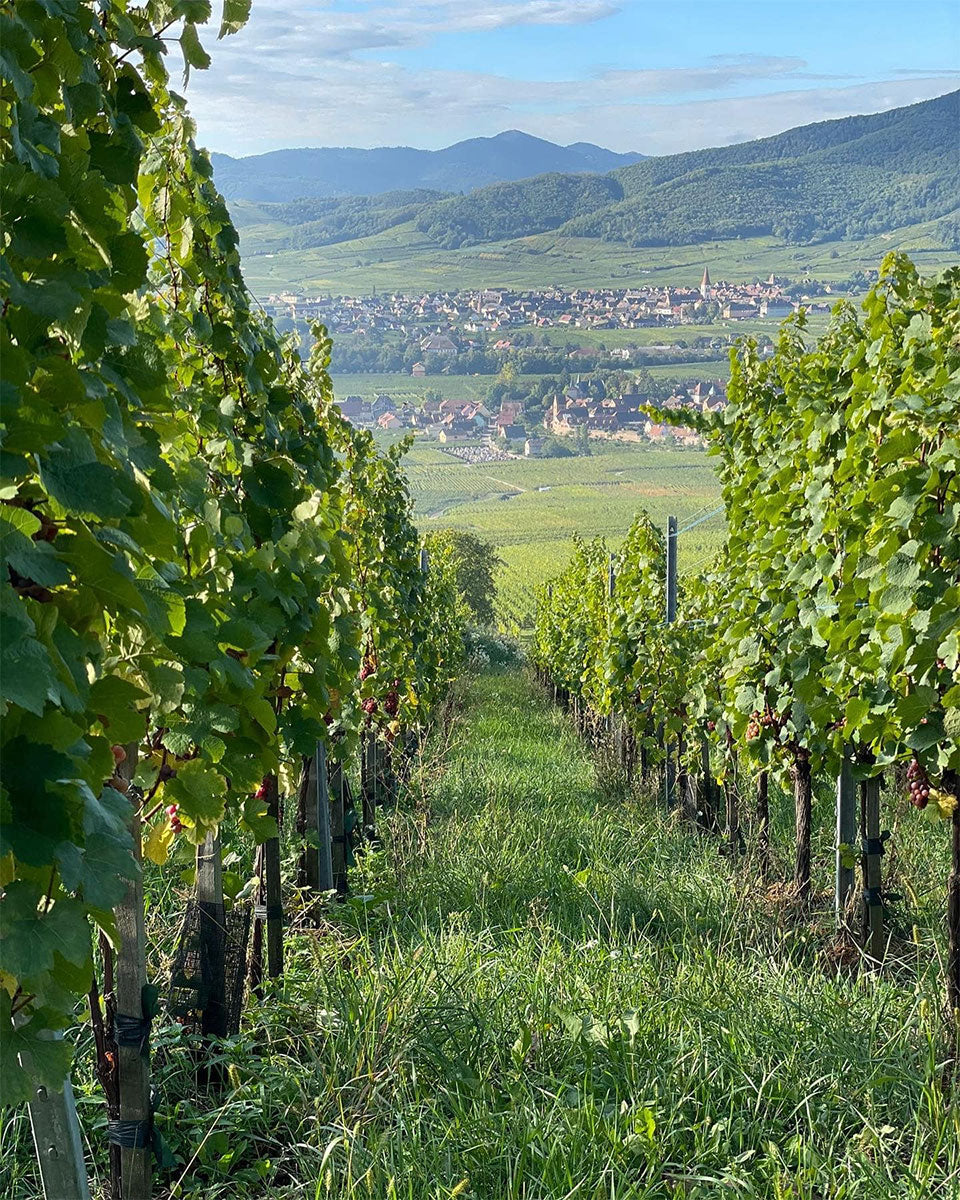 Domaine Bott-Geyl