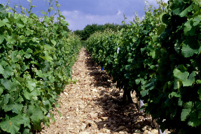 Domaine Bouchié-Chatellier