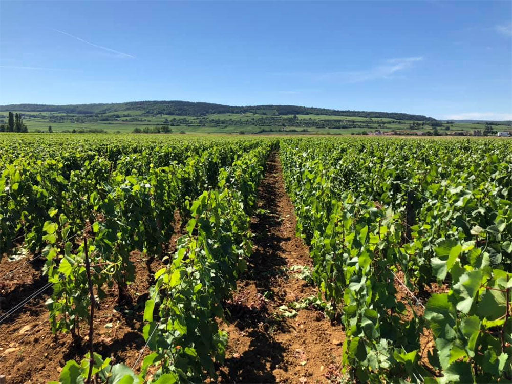 Domaine Buisson-Charles
