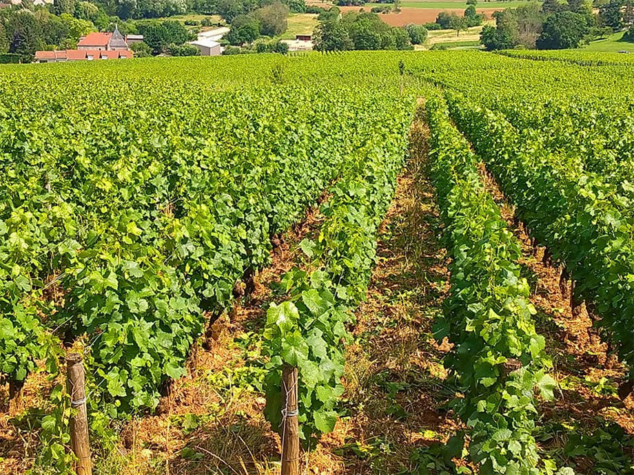 Domaine Chandon de Briailles