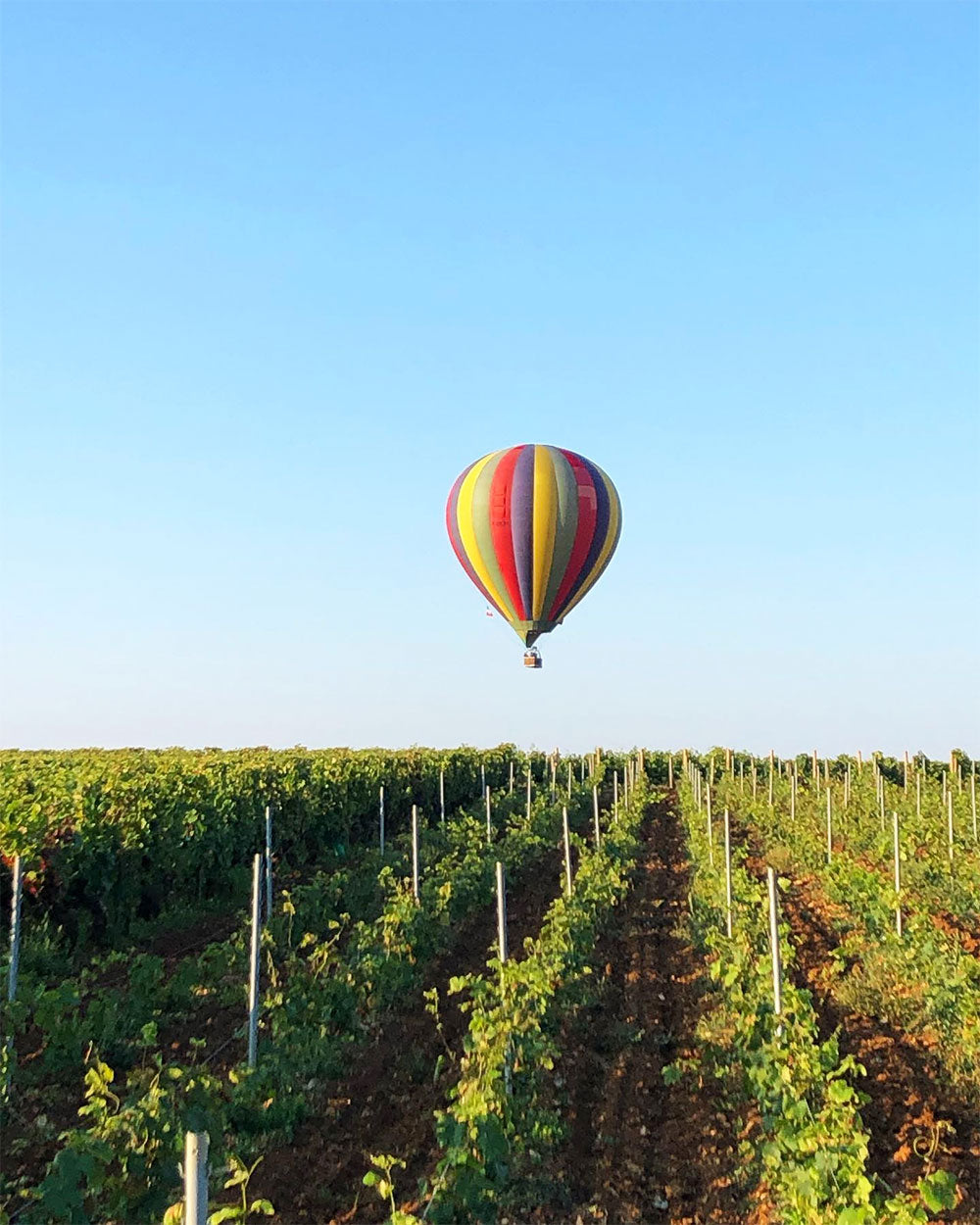 Domaine Chapuis