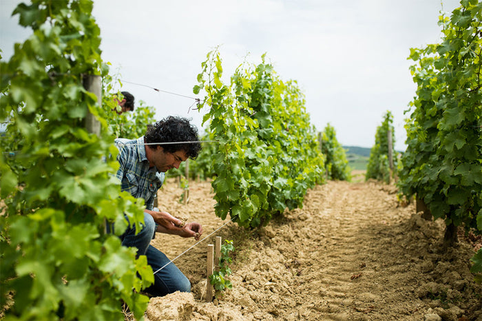 Domaine Claude Riffault