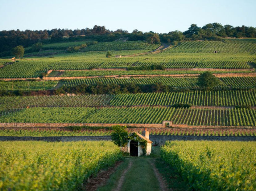 Domaine Comte Armand