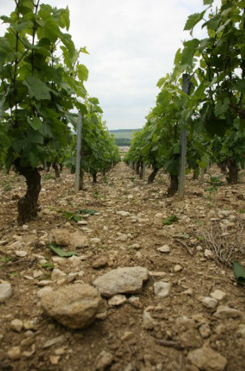 Domaine Dampt & Fils
