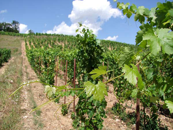 Domaine Dard et Ribo